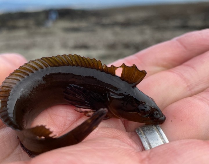 Striped Kelpfish